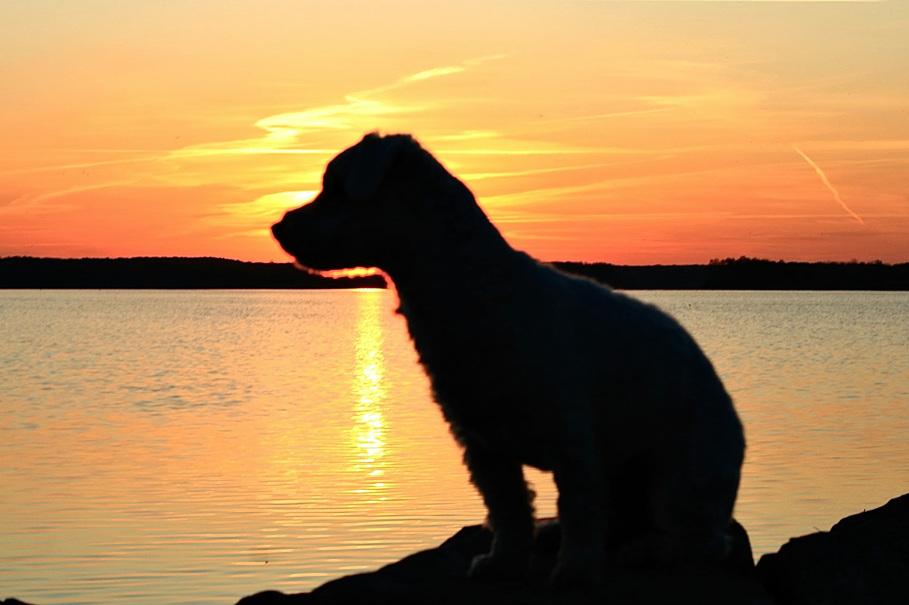 Un perro mirando hacia el amanecer